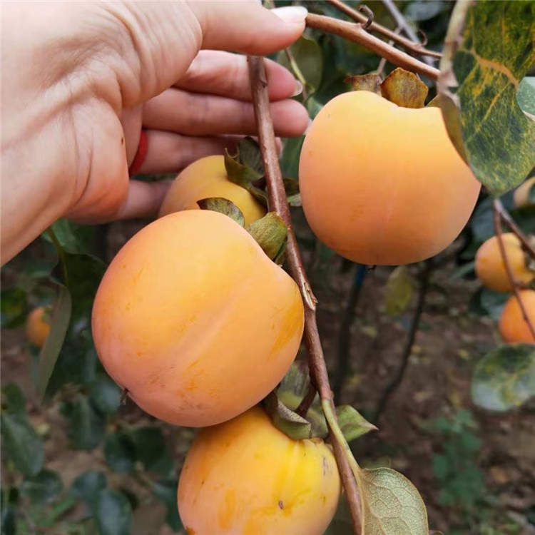 果園風(fēng)光