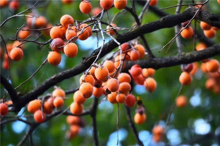 果園風(fēng)光