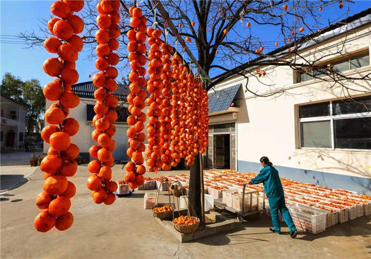 果園風(fēng)光