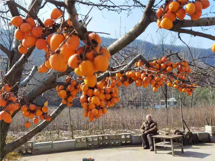 果園風(fēng)光